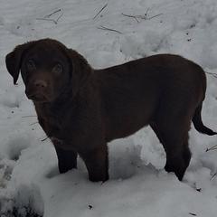 Pick female - Brown female Chesapeake Bay Retriever puppy in Michigan from Blackwood Chesapeakes