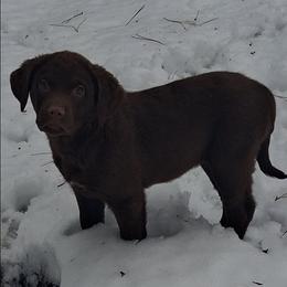 Pick female - Brown female Chesapeake Bay Retriever puppy in Michigan from Blackwood Chesapeakes