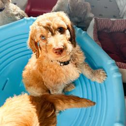 Goldendoodle Puppies from Lundee Doodles