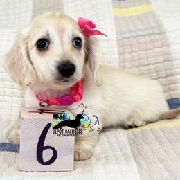 Zoe AKC - Cream female Dachshund puppy in South Easton, Massachusetts from Depot Dachsies