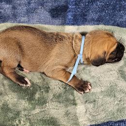 Ryder - Fawn male Great Dane puppy in Lebanon, Virginia from North Cedar Danes