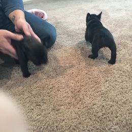 French Bulldog Puppies from Scrumptious Paws