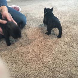 French Bulldog Puppies from Scrumptious Paws