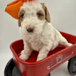 Orange - Yellow and white female Bernedoodle puppy in Camden, North Carolina from Luv My Doodle
