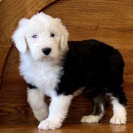 Old English Sheepdogs from What the Fluff Old English Sheepdog