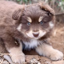 Callan - Red tri male Miniature Australian Shepherd puppy in Patterson, North Carolina from DreamLine Aussies