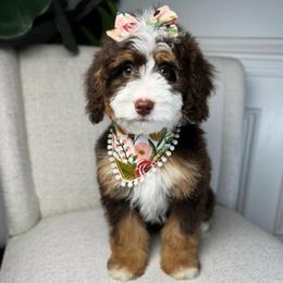 Bingo - Tri-color female Bernedoodle puppy in Alpharetta, Georgia from Doodles of Buckhead