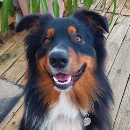 Australian Shepherds from Luna Blue Kennels