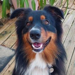 Australian Shepherds from Luna Blue Kennels