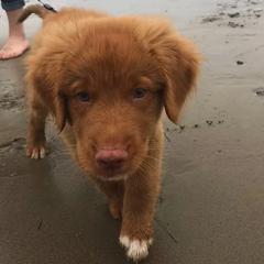 Nova Scotia Duck Tolling Retriever Puppies from Forest Cove Tollers