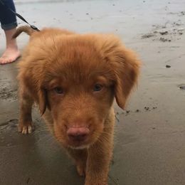 Nova Scotia Duck Tolling Retriever Puppies from Forest Cove Tollers