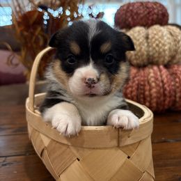 Appledumplin - White and black female Pembroke Welsh Corgi puppy in Dugspur, Virginia from Camelot Corgis