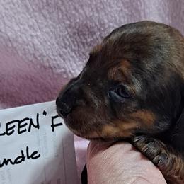 Green Girl - Brindle Dachshund puppy in Poplar Bluff, Missouri from BW Poodles and Dachshunds