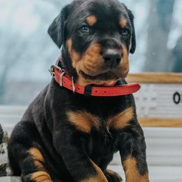 Doberman Pinscher Puppies from KC Defense Dobermans Kennel