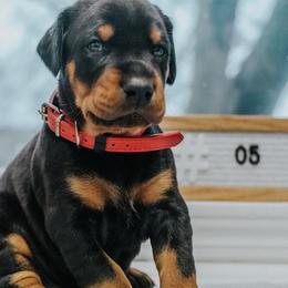 Doberman Pinscher Puppies from KC Defense Dobermans Kennel