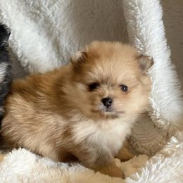 Pomeranians from Precious poms