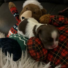 Lisa - Shih Tzu puppy from P and J Farms