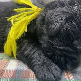 Kayleigh Yellow Girl - Newfoundland puppy from Latin of Course Newfoundlands