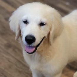 Bernese Mountain Dogs and Golden Retrievers from Millstone Kennel