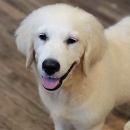 Bernese Mountain Dogs and Golden Retrievers from Millstone Kennel