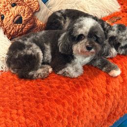 Rainy - Goldendoodle