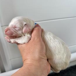 Blue Boy - Cream male Goldendoodle puppy in Lowville, New York from DM Hilltop FURfamily