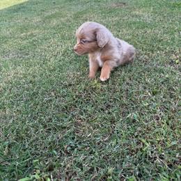 RMF4 - Red merle female Toy Australian Shepherd puppy in Pryor Creek, Oklahoma from DK’s Littles & Co