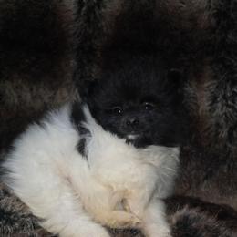 Hunnibunnies charlie - Black parti male Pomeranian puppy in Cleveland, Ohio from Hunnibunnies