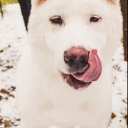 Akita All Grown Up from Loyally Akitas