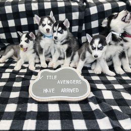 Maltese and Siberian Husky Puppies from Nyx’s Pack