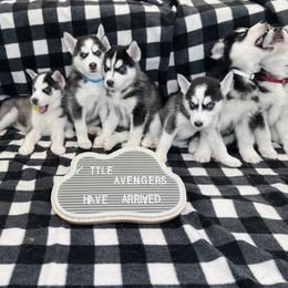 Maltese and Siberian Husky Puppies from Nyx’s Pack