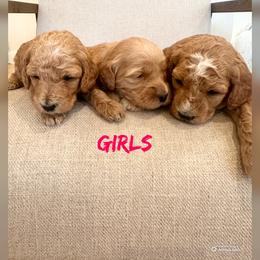 Girl 3 - Apricot female Goldendoodle puppy in Glendale, Arizona from Follow Your Bliss Doodles
