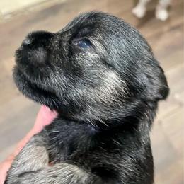 Celeste - Salt and pepper female Miniature Schnauzer puppy in Interlachen, Florida from Pam's Schnauzers