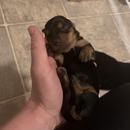 Girl 1 - Black and tan female Dachshund puppy in Windsor, Colorado from Murry’s minis