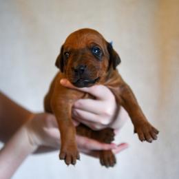 Royal Blue - Rd whtn blk nose male Rhodesian Ridgeback puppy in Hillman, Minnesota from Rhoxwood Kennel