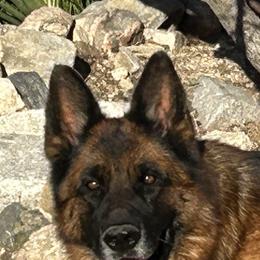 Zoey - Black and red female German Shepherd puppy in Whitewater, California from Vom Haus Metzler Shepherds