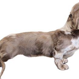 Moss - Dapple male Dachshund puppy in El Paso, Texas from InnerVision K9 & Dachs