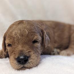 Goldendoodles and Poodles from Alger Farm, LLC