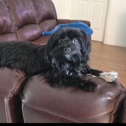 Sage - Yorkshire Terrier