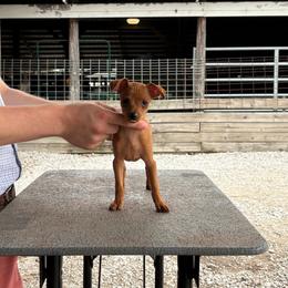 Boy 3 - Red male Miniature Pinscher puppy in Claypool, Indiana from Valjalu’s Minianture Pinschers