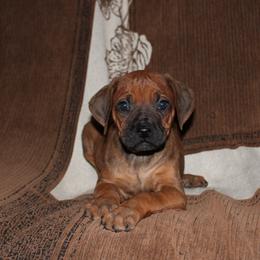 Mint - Rd whtn blk nose female Rhodesian Ridgeback puppy in Greenville, Ohio from Masai's Pride Rhodesian Ridgbacks