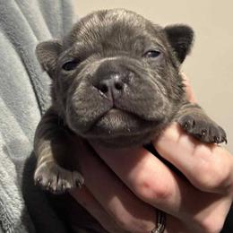 Tizzy - Blue female French Bulldog puppy in Hemlock, Michigan from A&D Frenchies