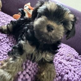 Boy 1 - male Yorkshire Terrier puppy in Collier County, Florida from Star Catcher Pups
