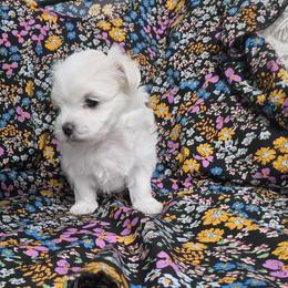 Mochi - White female Maltese puppy in Austin, Texas from Austin Maltese Babies