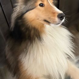 Sally - Shetland Sheepdog