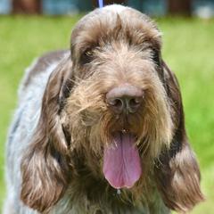 Lochlan - Spinone Italiano