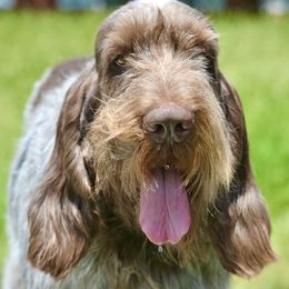 Lochlan - Spinone Italiano