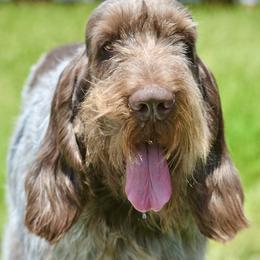 Lochlan - Spinone Italiano