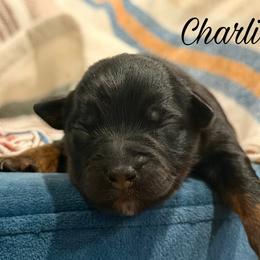 Charlie - Black tri male Miniature Australian Shepherd puppy in Sandy Hook, Kentucky from RidgeTop Aussies