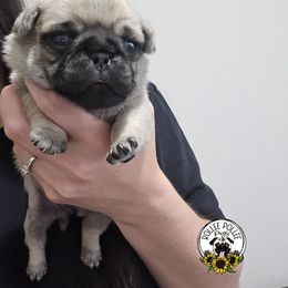 Girl 3 - Fawn female Pug puppy in Keysville, Georgia from Rollee Pollee Pugs